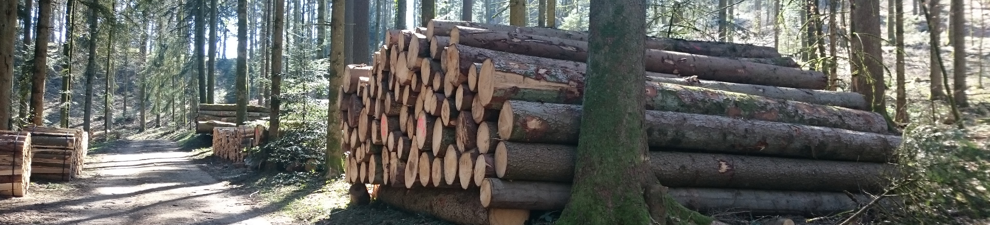 Waldweg Gütsch